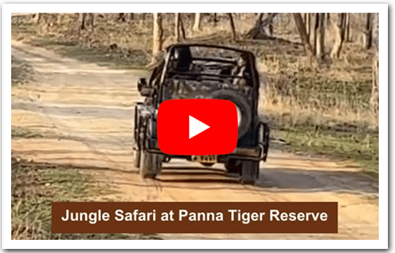 Budget - Friendly Resorts in Panna M.P - Panna Tiger Resort